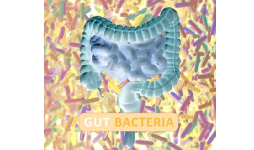 Scientists isolate 100 new gut bacteria